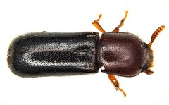 Corticeus thoracicus