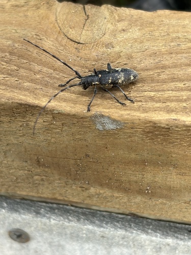 Black Pine Sawyer Beetle, 46Н-02055, деревня Лесково, Московская Область, RU, photo 10 of 10