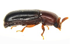 Corticeus thoracicus
