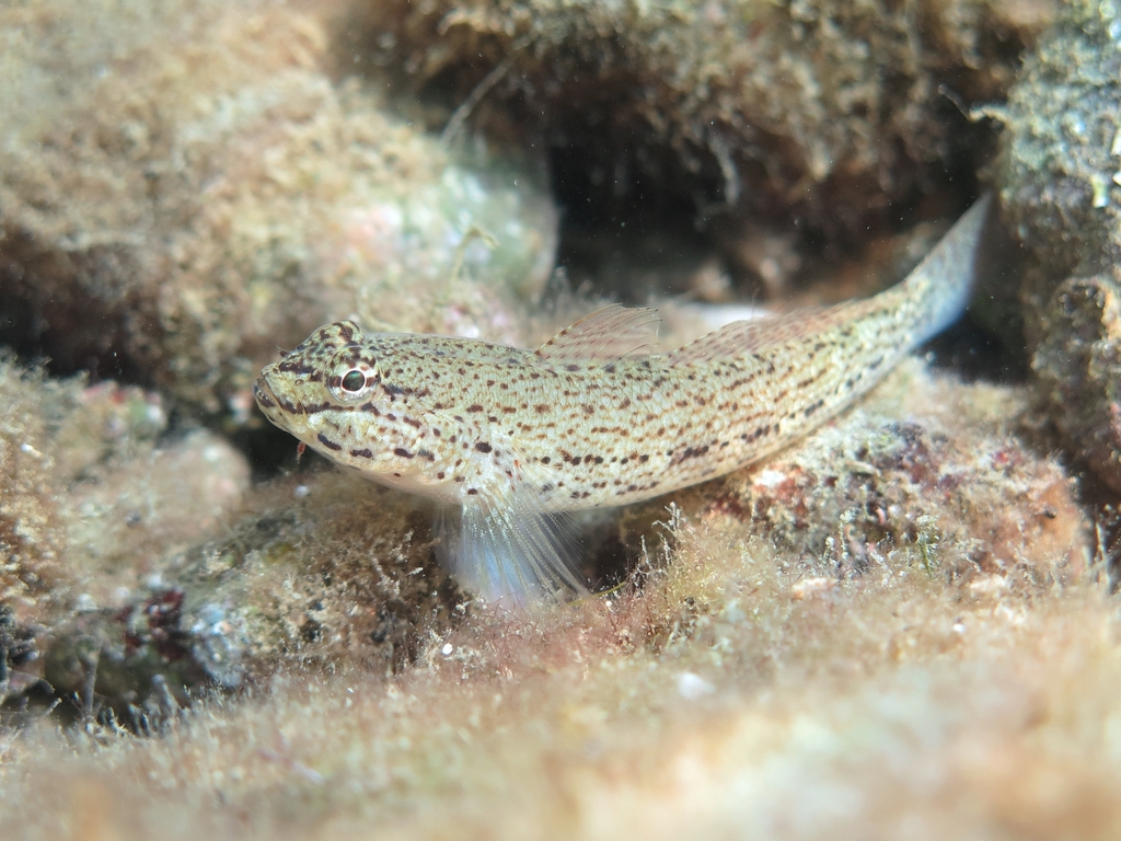 Bucchich's Goby