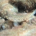 Bucchich's Goby - Photo (c) Roberto Pillon, some rights reserved (CC BY-NC), uploaded by Roberto Pillon