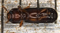 Corticeus thoracicus