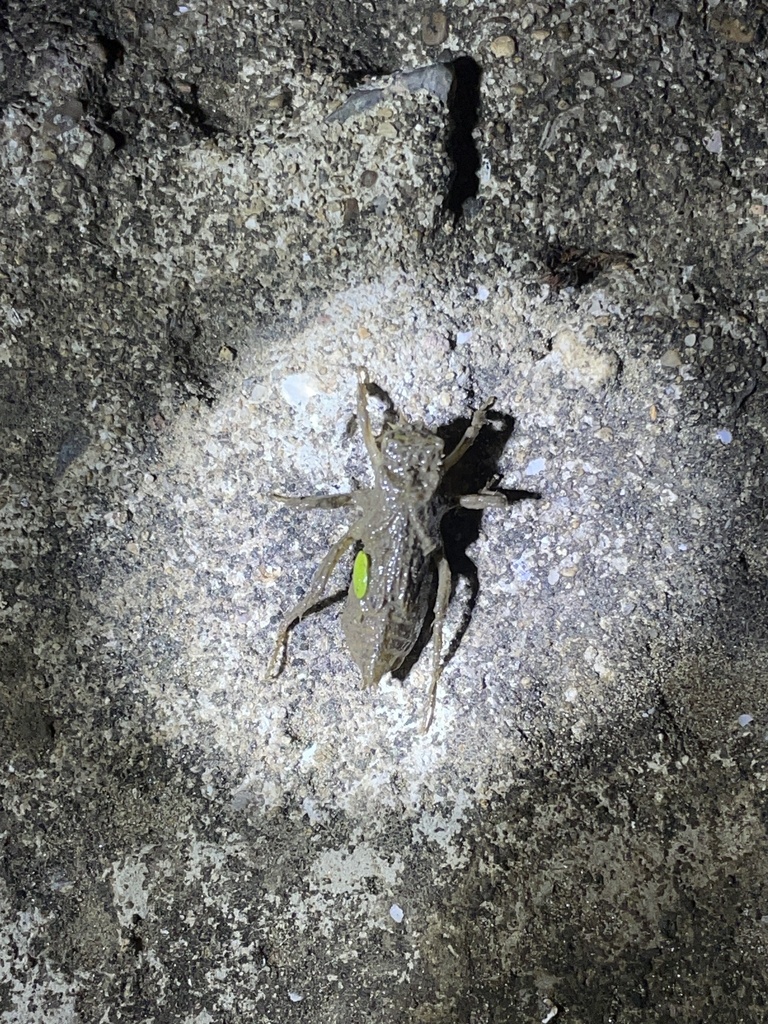 Orthetrum from 岱山海岛公园, 舟山市, 浙江省, CN on August 18, 2024 at 08:36 PM by ...