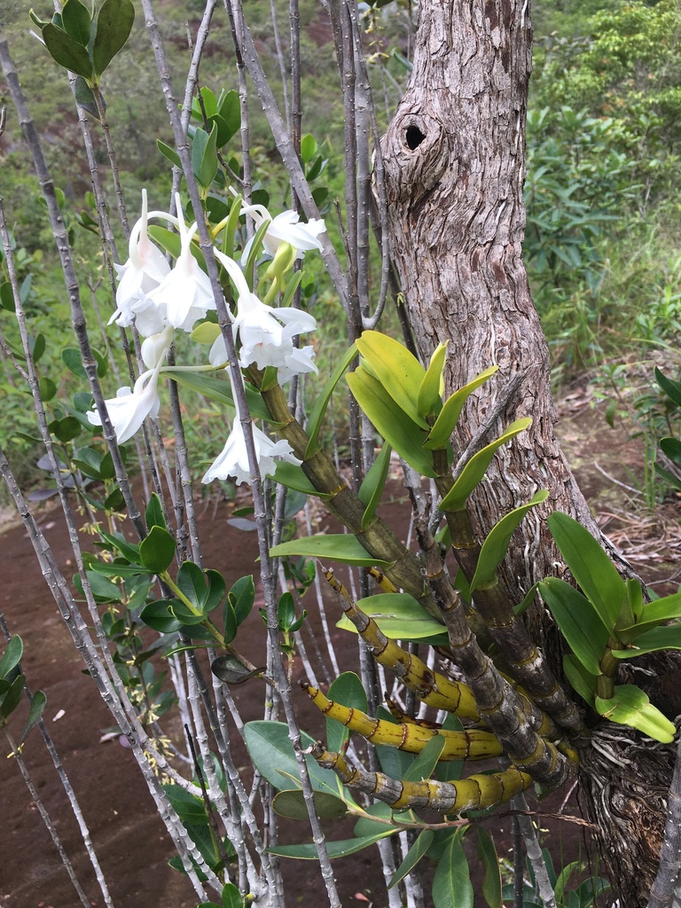 Dendrobium virgineum Rchb.f.