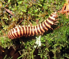 Apheloriini