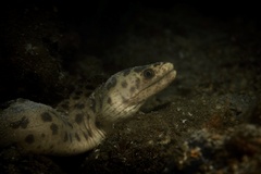 Reeve's Moray photo 3