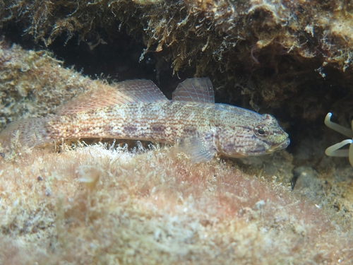 Photo of Bucchich's goby (Gobius bucchichi)