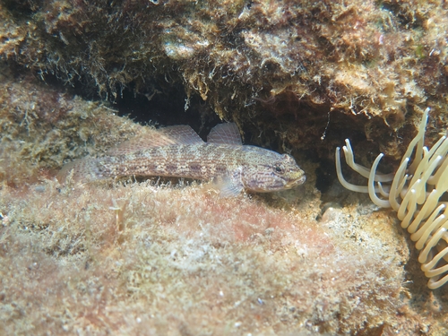 Photo of Bucchich's goby (Gobius bucchichi)