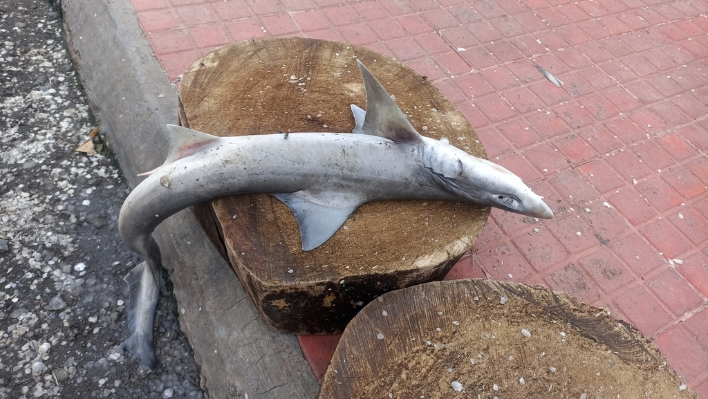 Andaman Smoothhound
