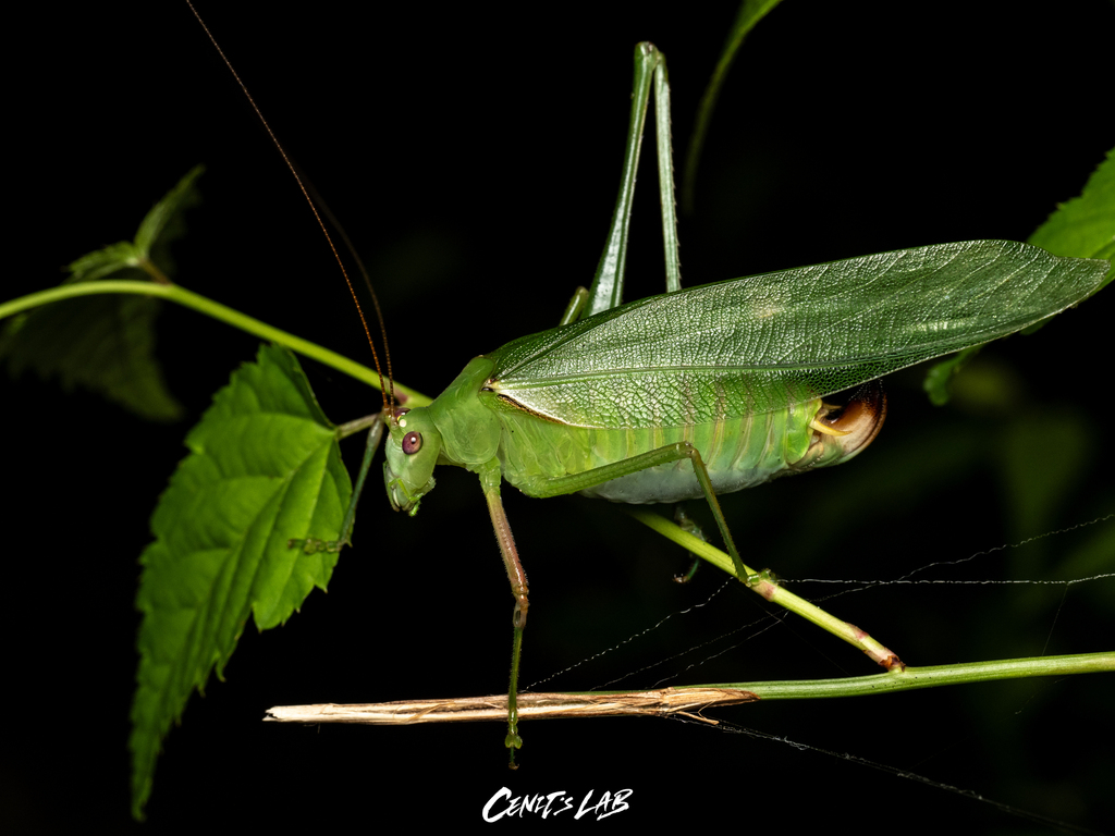 Sinochlora longifissa