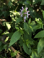 Stachys tenuifolia