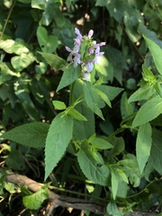 Stachys tenuifolia