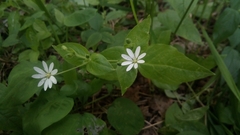 Stellaria bungeana
