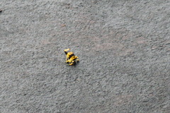 Dendrobates leucomelas