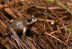 Sign-Bearing Froglet photo 5