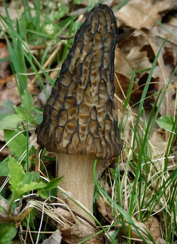 black morel