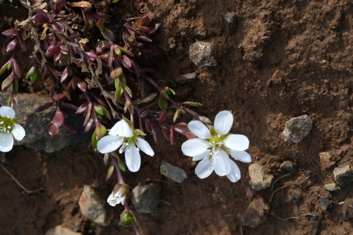 Arenaria norvegica, photograph 1