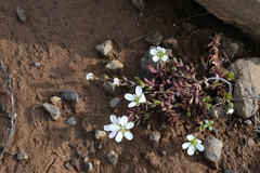 (c) fmunoz, some rights reserved (CC BY) Arenaria norvegica, photograph (c) fmunoz, some rights reserved (CC BY)
