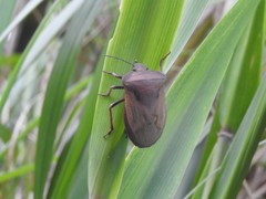 Chalcopis glandulosa