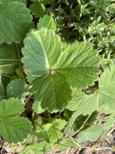 Barren Strawberry