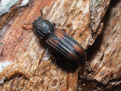 Bitoma crenata