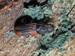 Bitoma crenata