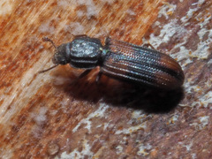 Bitoma crenata