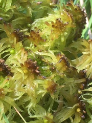 Sphagnum angustifolium