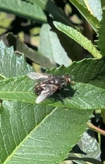Diptera