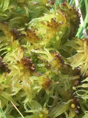 Sphagnum angustifolium