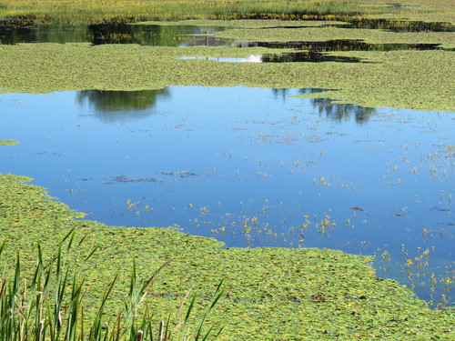 Watershield
