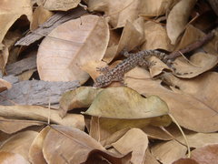 Phyllodactylus tuberculosus