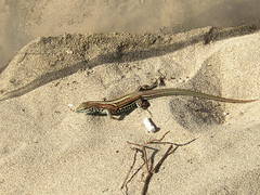 Aspidoscelis lineattissimus