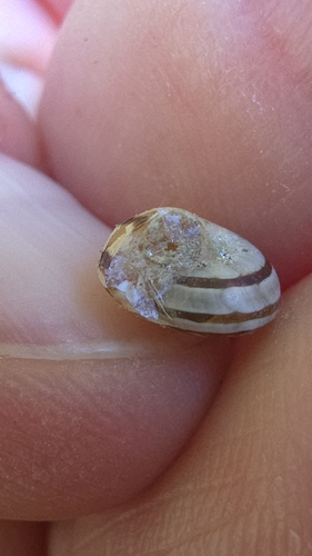 Iberus marmoratus marmoratus