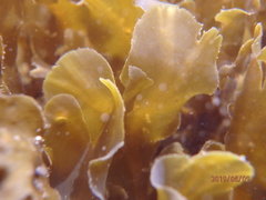 Dictyotaceae