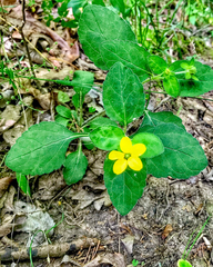 Chrysogonum