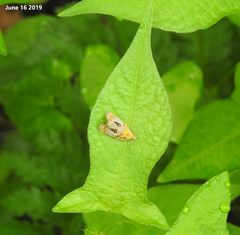 Olethreutes captiosana
