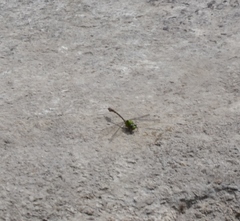 Ophiogomphus rupinsulensis