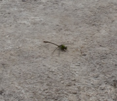 Ophiogomphus rupinsulensis