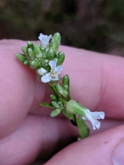 Turritis glabra