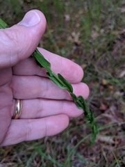 Turritis glabra