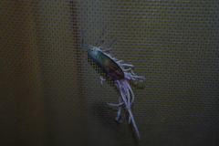 Pterodictya reticularis