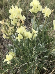 Oxytropis sericea