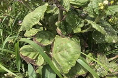 Phacelia grandiflora