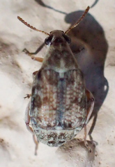 Algarobius prosopis