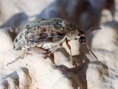 Algarobius prosopis