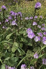 Phacelia grandiflora