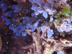 Dictyota flabellata