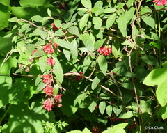 Cestrum fasciculatum