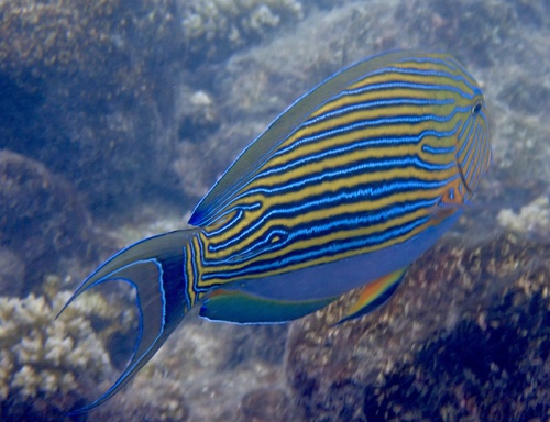 Striped Surgeonfish — seen at this dive site